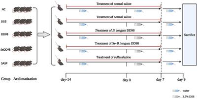 Selenium-enriched Bifidobacterium longum DD98 effectively ameliorates dextran sulfate sodium-induced ulcerative colitis in mice